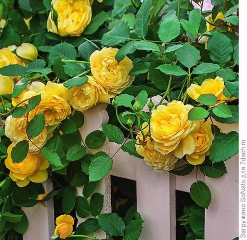 Какие сорта непрерывно цветущих роз наиболее ароматны. Самые ароматные сорта роз