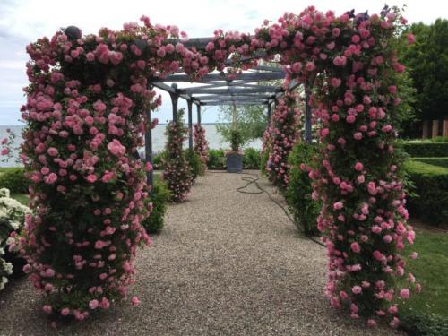 Какие сорта непрерывно цветущих роз наиболее устойчивы к погодным условиям. Роза «Джон Дэвис» (‘John Davis’)