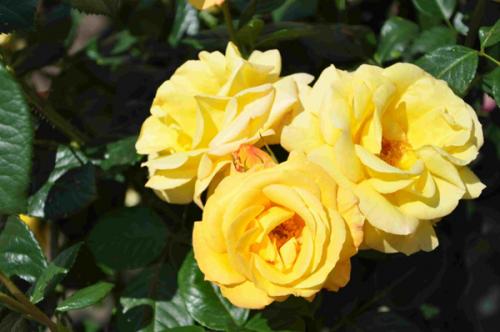 Что нужно знать о уходе за розой флорибунда Bella Rosa по цене от 900 руб. Описание и популярные сорта