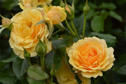 Что нужно знать о уходе за розой флорибунда Bella Rosa по цене от 900 руб. Описание и популярные сорта