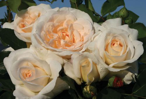 Что нужно знать о уходе за розой флорибунда Bella Rosa по цене от 900 руб. Описание и популярные сорта