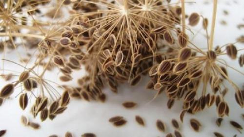 Как хранить семена Укроп Амур. Как правильно хранить