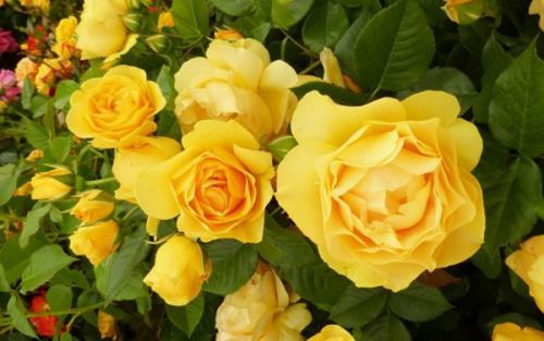 Что нужно знать о уходе за розой флорибунда Bella Rosa по цене от 900 руб. Описание и популярные сорта