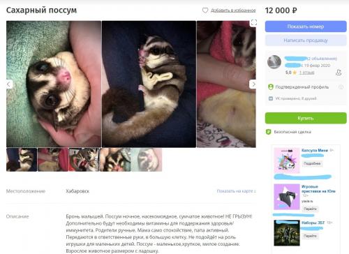 Мадагаскарские слизни содержание. Белка-супергерой, слизни и гусеница за 10 тысяч - ТОП экзотических питомцев в Хабаровске