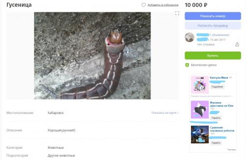 Мадагаскарские слизни содержание. Белка-супергерой, слизни и гусеница за 10 тысяч - ТОП экзотических питомцев в Хабаровске