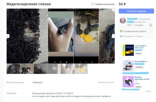 Мадагаскарские слизни содержание. Белка-супергерой, слизни и гусеница за 10 тысяч - ТОП экзотических питомцев в Хабаровске