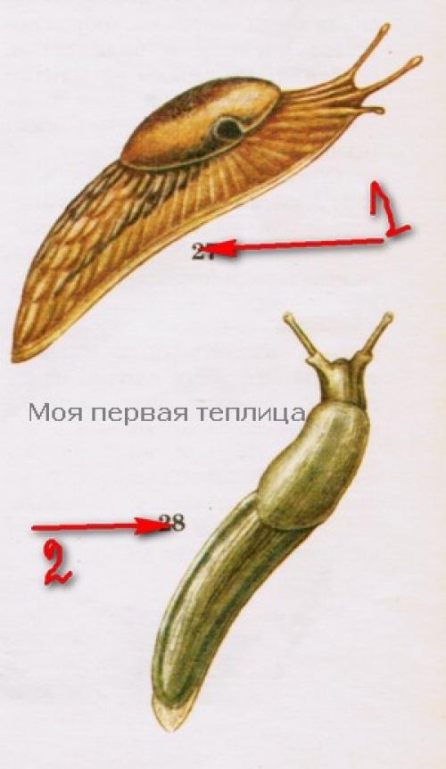 Сколько живут слизни. Виды слизней – врагов огородных растений. Или где обитают слизни.