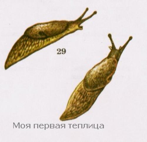 Сколько живут слизни. Виды слизней – врагов огородных растений. Или где обитают слизни.