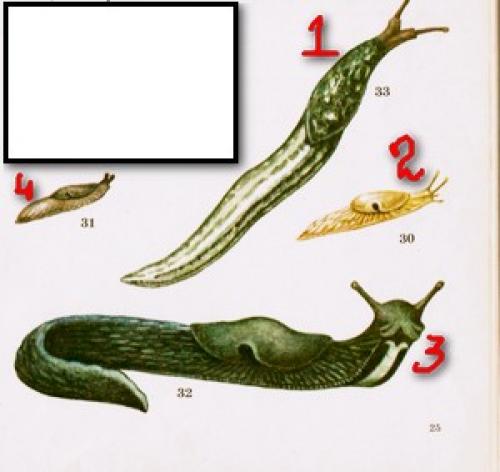 Сколько живут слизни. Виды слизней – врагов огородных растений. Или где обитают слизни.