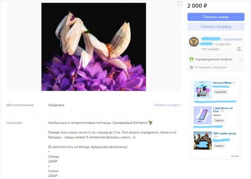 Мадагаскарские слизни содержание. Белка-супергерой, слизни и гусеница за 10 тысяч - ТОП экзотических питомцев в Хабаровске