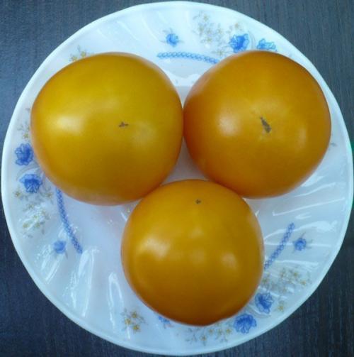 Томаты от Попенко. Семена томатов от В. Д. Попенко на 2020 год