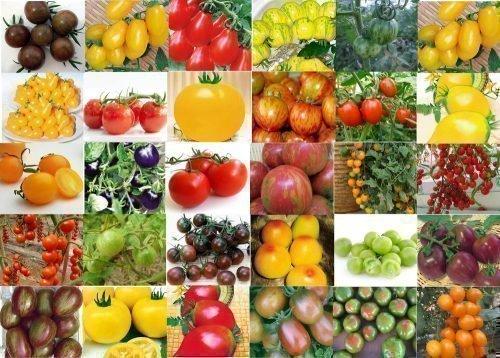 Томаты от Попенко. Семена томатов от В. Д. Попенко на 2020 год