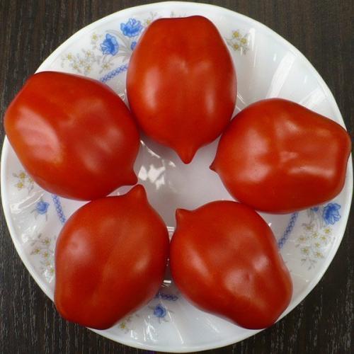 Томаты от Попенко. Семена томатов от В. Д. Попенко на 2020 год