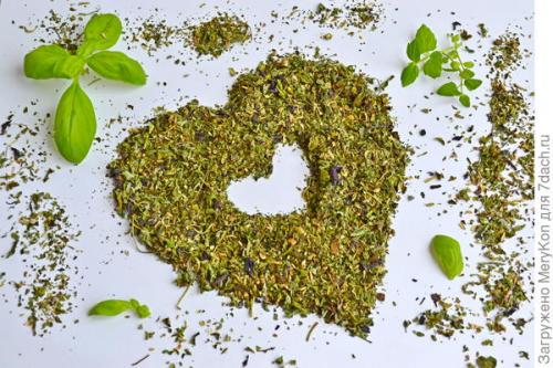 Как хранить пряные травы на дачном участке. Пряные травы впрок