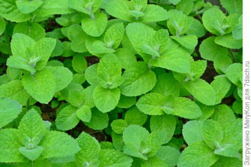 Как хранить пряные травы на дачном участке. Пряные травы впрок