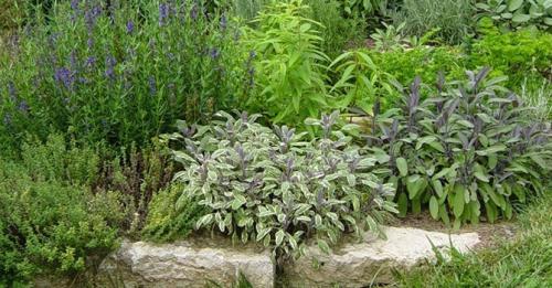 Какие пряные травы наиболее популярны для выращивания на дачном участке. Какие пряные травы можно вырастить на своем огороде