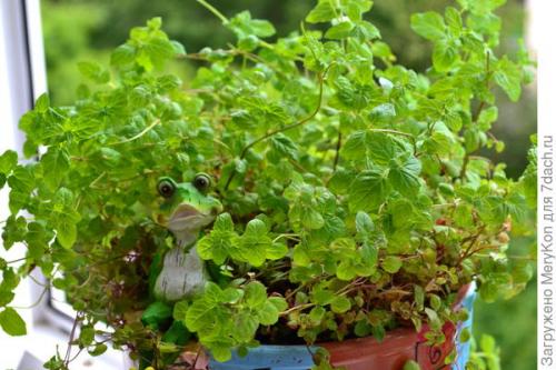 Как хранить пряные травы на дачном участке. Пряные травы впрок