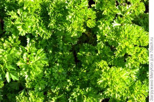 Как хранить пряные травы на дачном участке. Пряные травы впрок