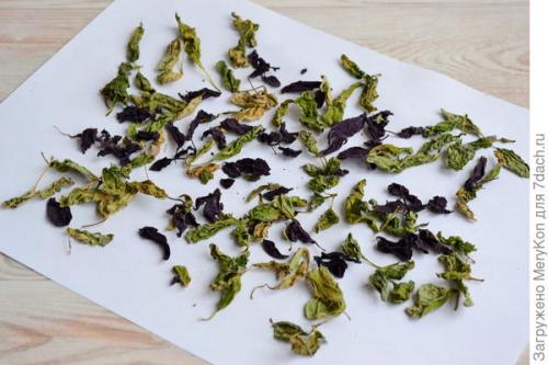 Как хранить пряные травы на дачном участке. Пряные травы впрок