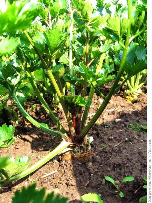 Как хранить пряные травы на дачном участке. Пряные травы впрок