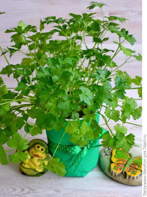 Как хранить пряные травы на дачном участке. Пряные травы впрок