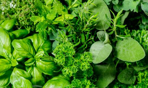 Воспользуйтесь пряными травами на своем дачном участке 03