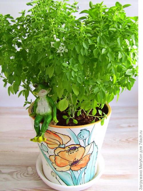 Как хранить пряные травы на дачном участке. Пряные травы впрок