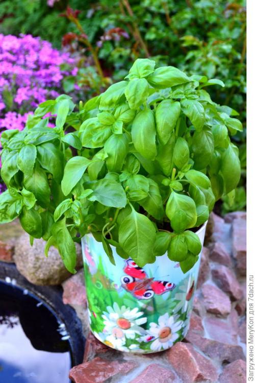 Как хранить пряные травы на дачном участке. Пряные травы впрок