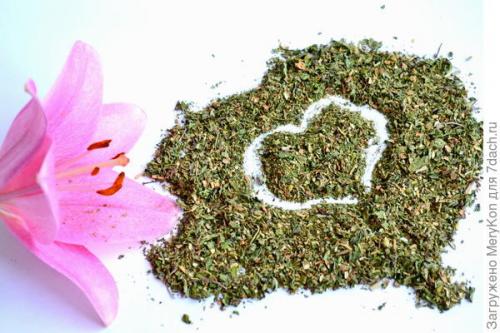 Как хранить пряные травы на дачном участке. Пряные травы впрок