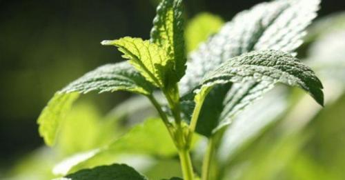 Какие пряные травы наиболее популярны для выращивания на дачном участке. Какие пряные травы можно вырастить на своем огороде