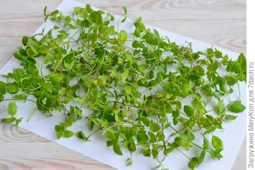 Как хранить пряные травы на дачном участке. Пряные травы впрок