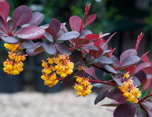 Низкорослые декоративные кустарники. Декоративные зимостойкие кустарники цветущие все лето