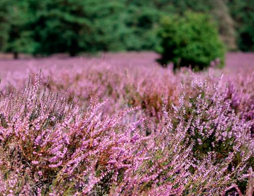 Низкорослые декоративные кустарники. Декоративные зимостойкие кустарники цветущие все лето