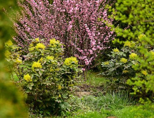 Низкорослые декоративные кустарники. Декоративные зимостойкие кустарники цветущие все лето