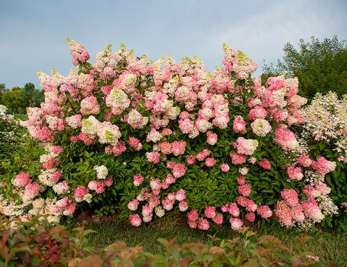 Низкорослые декоративные кустарники. Декоративные зимостойкие кустарники цветущие все лето