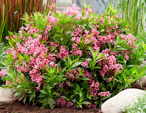 Низкорослые декоративные кустарники. Декоративные зимостойкие кустарники цветущие все лето