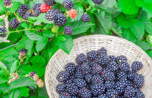 От А до Я: как вырастить прекрасную ежевику на своем участке 03 От А до Я: как вырастить прекрасную ежевику на своем участке 03