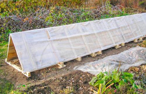 От А до Я: как вырастить прекрасную ежевику на своем участке 06 От А до Я: как вырастить прекрасную ежевику на своем участке 06