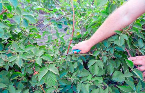 От А до Я: как вырастить прекрасную ежевику на своем участке 04