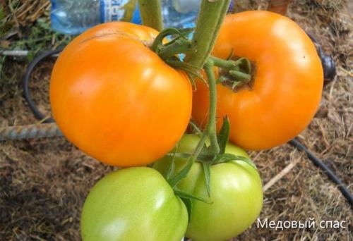 Лучшие томаты для теплицы. Сорта томатов, лучшие для теплиц из поликарбоната, стекла, пленки
