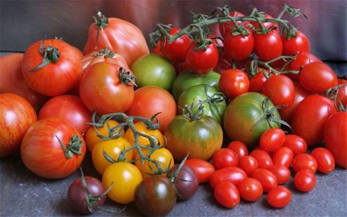 Лучшие томаты для теплицы. Сорта томатов, лучшие для теплиц из поликарбоната, стекла, пленки
