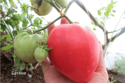 Лучшие томаты для теплицы. Сорта томатов, лучшие для теплиц из поликарбоната, стекла, пленки