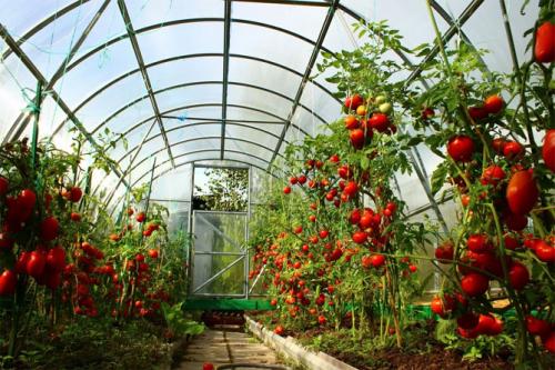 Лучшие томаты для теплицы. Сорта томатов, лучшие для теплиц из поликарбоната, стекла, пленки