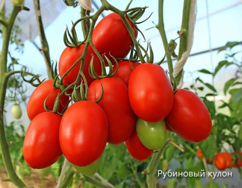 Лучшие томаты для теплицы. Сорта томатов, лучшие для теплиц из поликарбоната, стекла, пленки