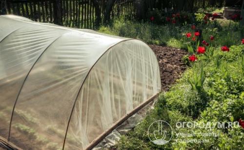 Сорта помидор для теплиц низкорослые. Основные достоинства томатов низкорослых сортов