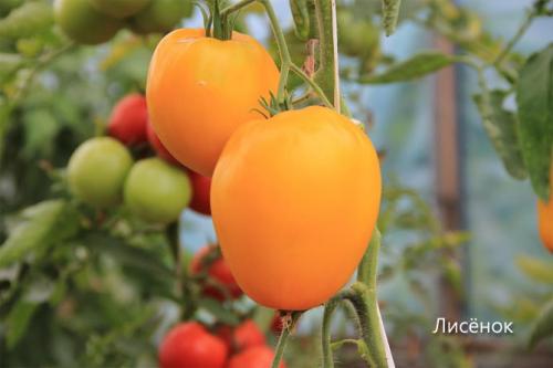 Лучшие томаты для теплицы. Сорта томатов, лучшие для теплиц из поликарбоната, стекла, пленки