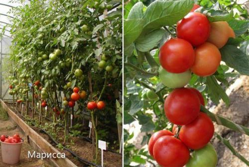 Лучшие томаты для теплицы. Сорта томатов, лучшие для теплиц из поликарбоната, стекла, пленки