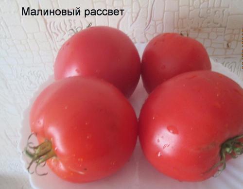 Лучшие урожайные сорта помидоров в 2022 году. Урожайные сорта томатов – ТОП-20 для теплиц и открытого грунта в 2022 году