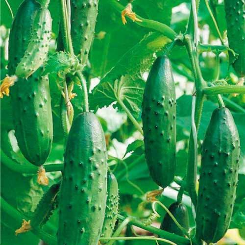 Лучшие сорта огурцов 2022. Лучшие сорта огурцов для теплицы — ТОП-45 2022 года