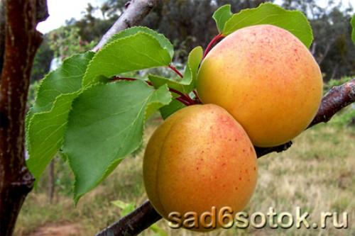 Морозостойкие сорта абрикоса. Абрикос – зимостойкие сорта